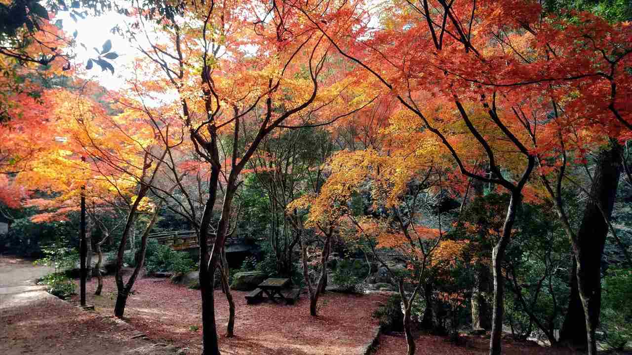 【全国から厳選！紅葉スポット紹介】山登り初心者や未経験者にもおすすめの絶景コース　画像８