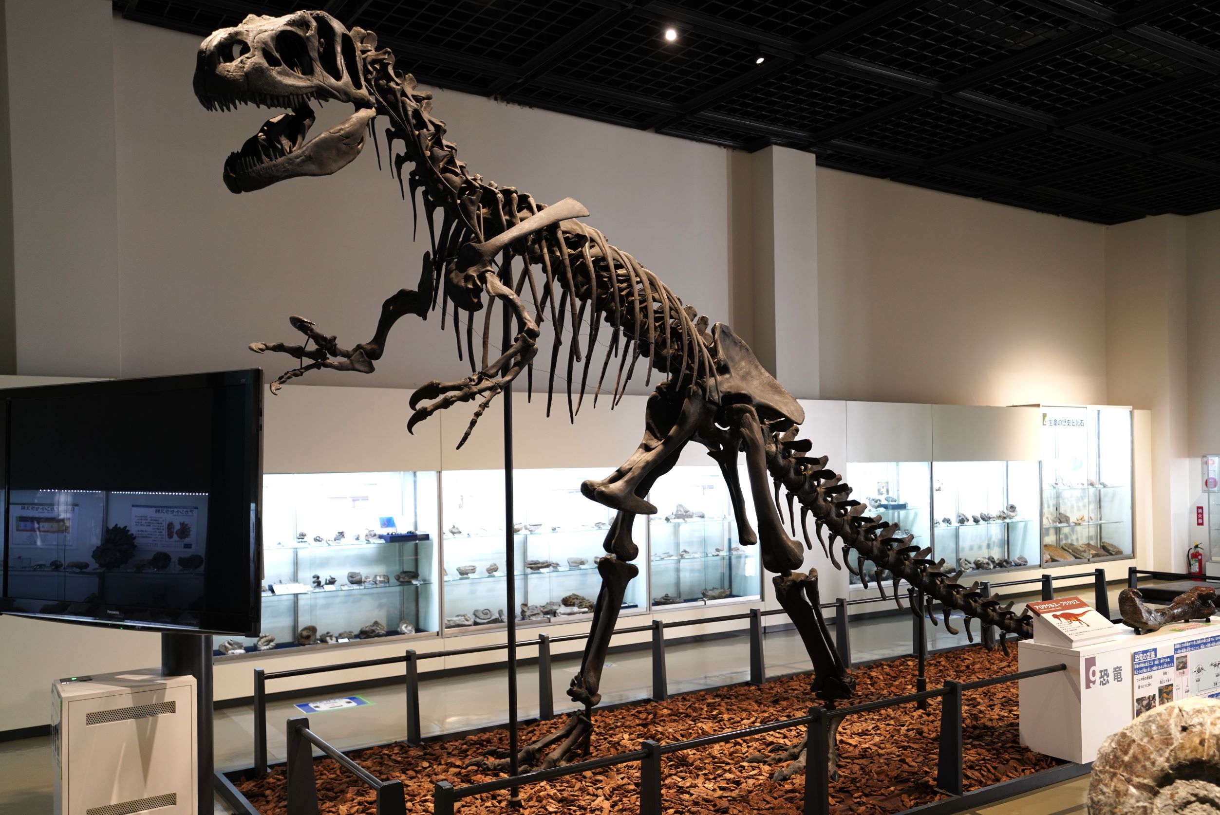 アロサウルスの全身骨格（レプリカ）。 