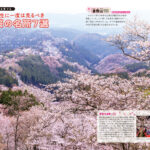 桜は、日本を象徴する花として日本人に親しまれている