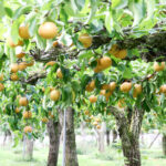 自然豊かな蔵王の梨畑