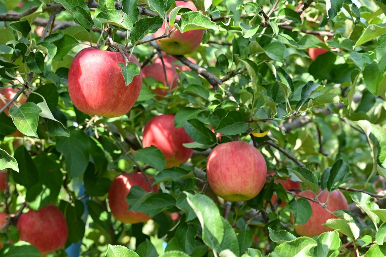 【入園無料】旬のりんごのもぎ取りなど体験イベント満載！「ひろさきりんご収穫祭」　画像１