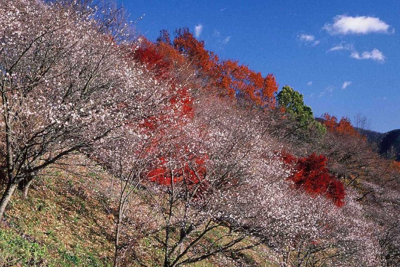 【11月ベストシーズンの国内旅行先】菊・冬桜・シクラメンなど11月の今しか見られない季節の花園5選　画像１