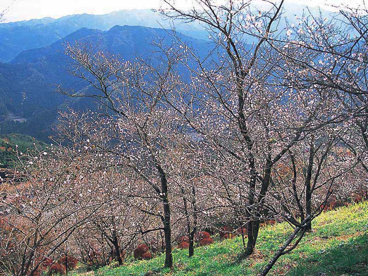 【11月ベストシーズンの国内旅行先】菊・冬桜・シクラメンなど11月の今しか見られない季節の花園5選　画像２
