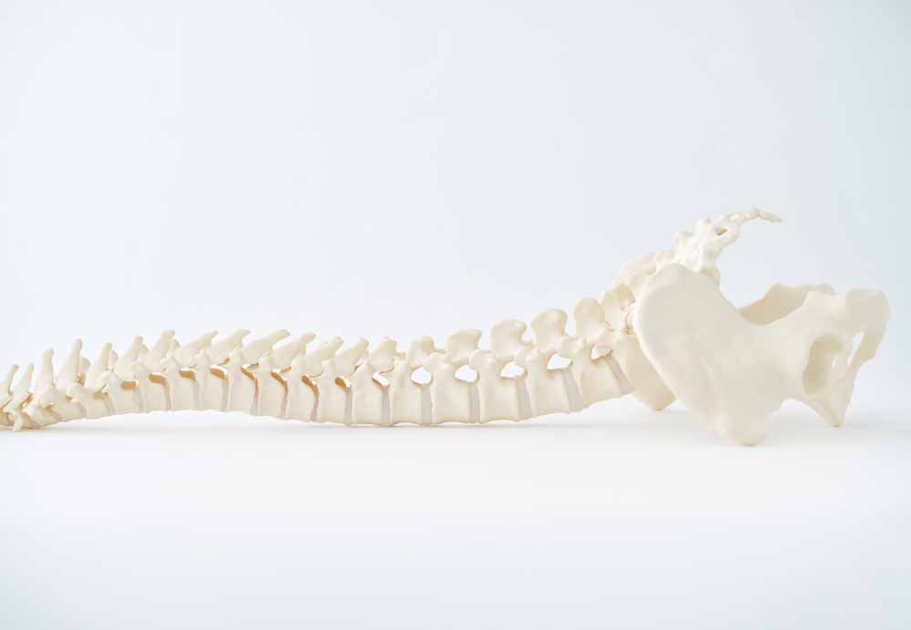 医療教育に貢献する模擬骨の販売を開始　タナック、日本人やアジア人の骨の形状を忠実に再現　画像１