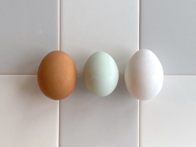 「幸せを呼ぶ青い卵」って知ってる？アローカナの希少な卵食べてみた【編集部ブログ】　画像３