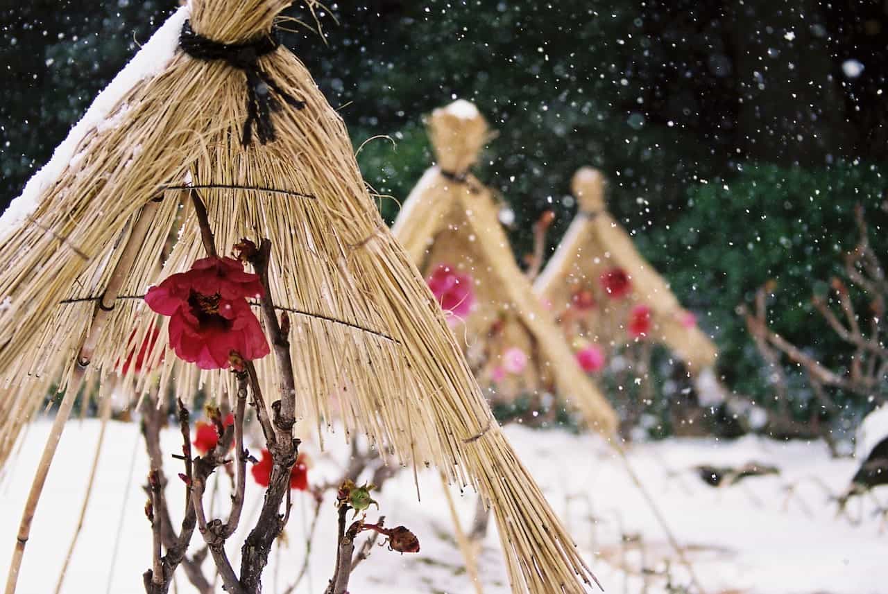 【12月ベストシーズンの国内旅行先】椿・牡丹・ポインセチアなど12月の今しか見られない季節の花園5選　画像１１