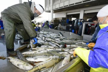 北海道、秋サケ2940万匹 21年比76％増、近年で豊漁
