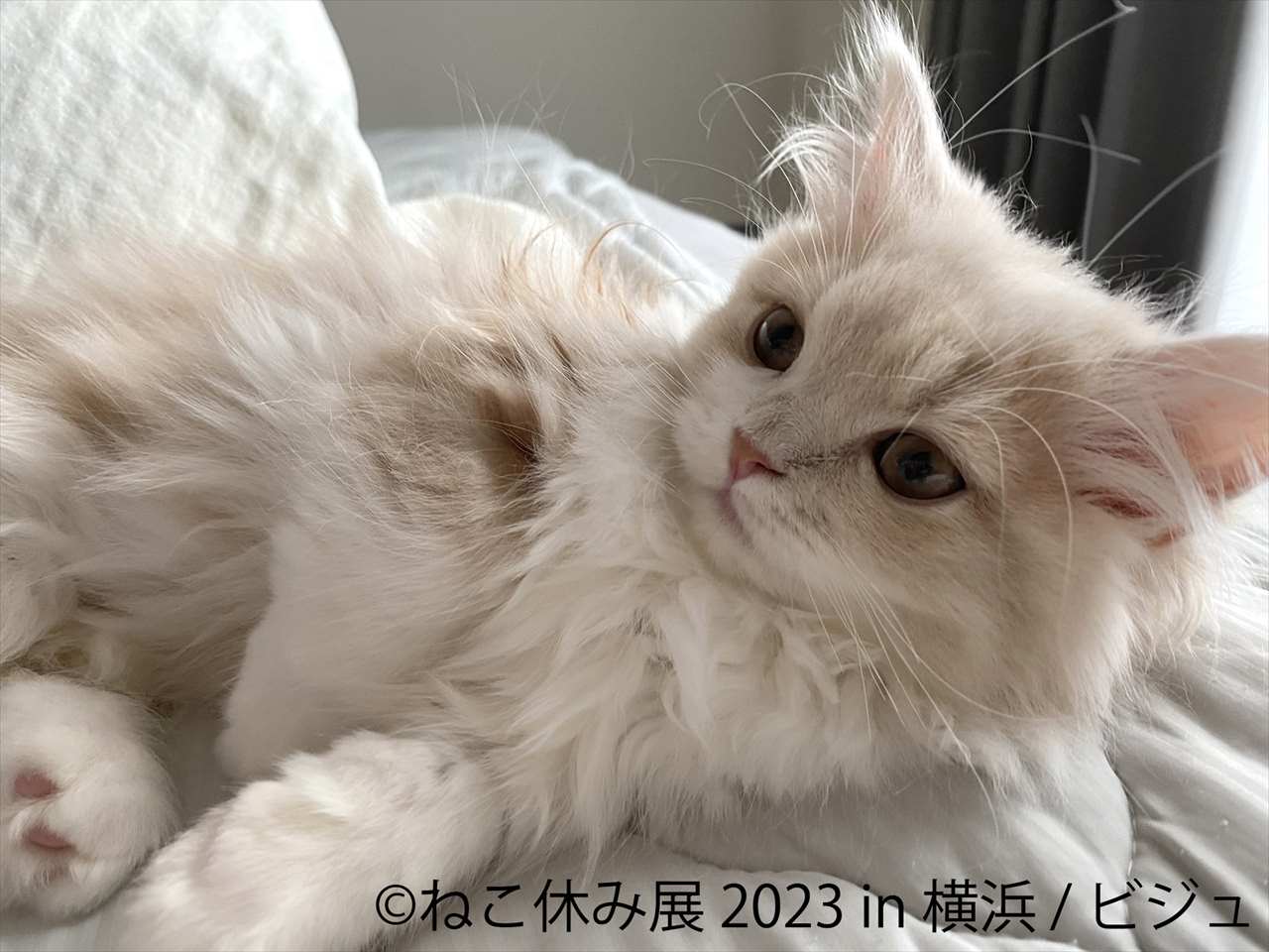 「ねこ休み展 2023」が2年ぶりに横浜で開催！新たなスター猫や新作も登場　画像１