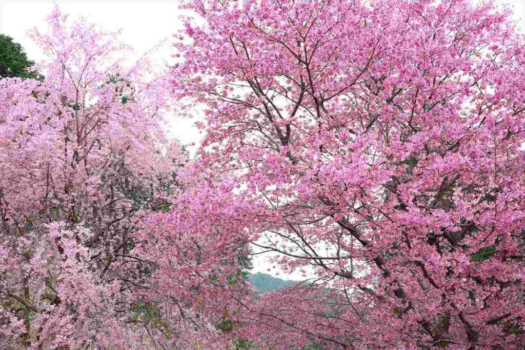 【期間限定】京都洛北に4月開園の「花宝苑」しだれ桜やおむろ桜などが楽しめる桜園を公開　画像１