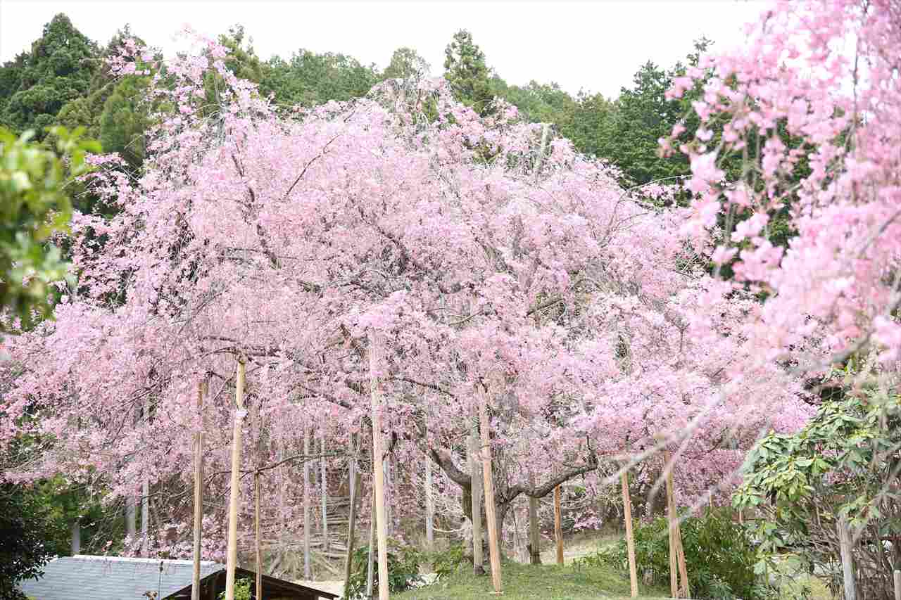 【期間限定】京都洛北に4月開園の「花宝苑」しだれ桜やおむろ桜などが楽しめる桜園を公開　画像２