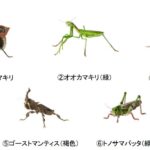 『いきもの大図鑑ミニコレクション 昆虫 02』