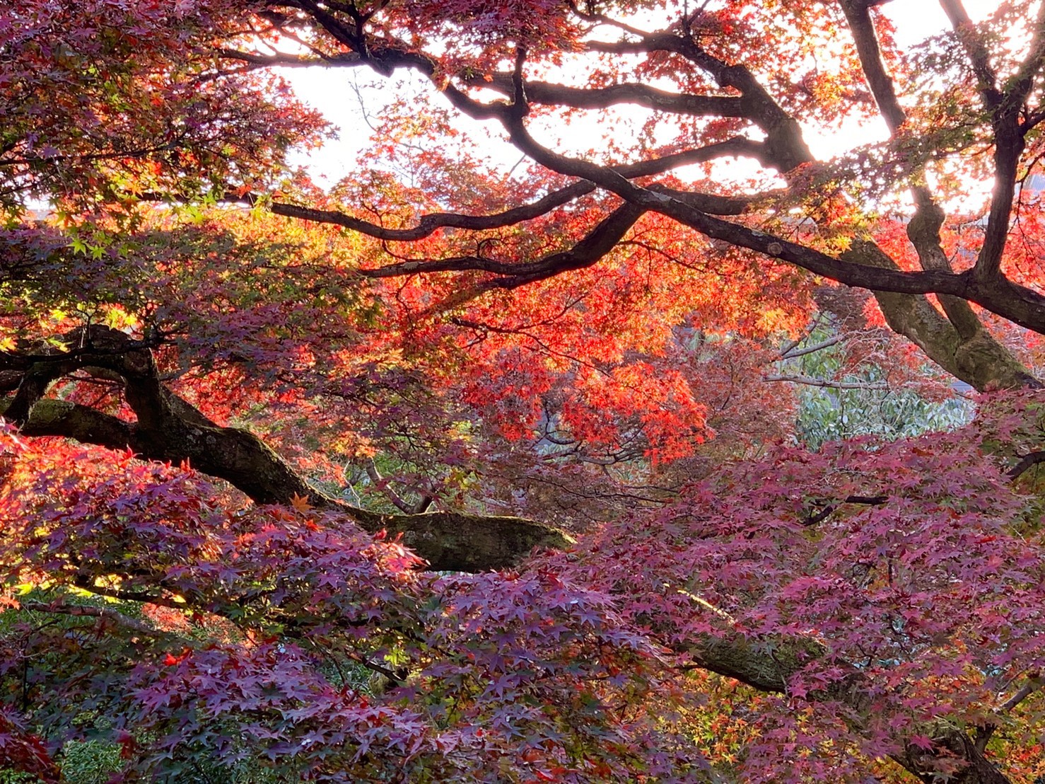 紅葉の庭園