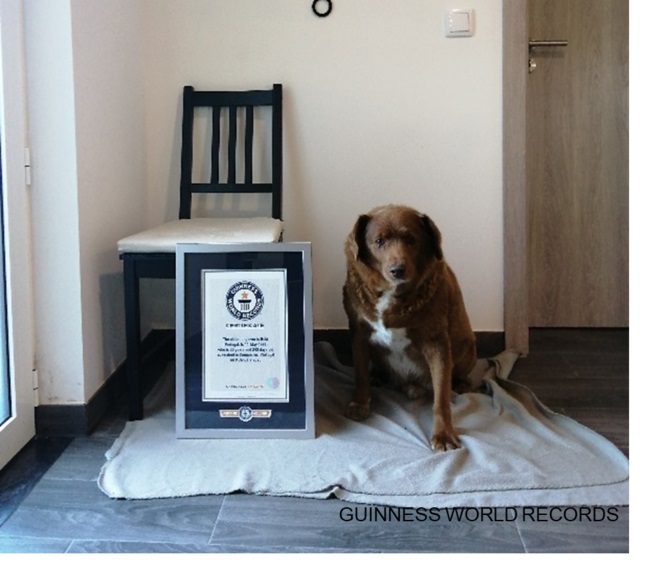 史上最高齢の犬　ギネス世界記録に認定！