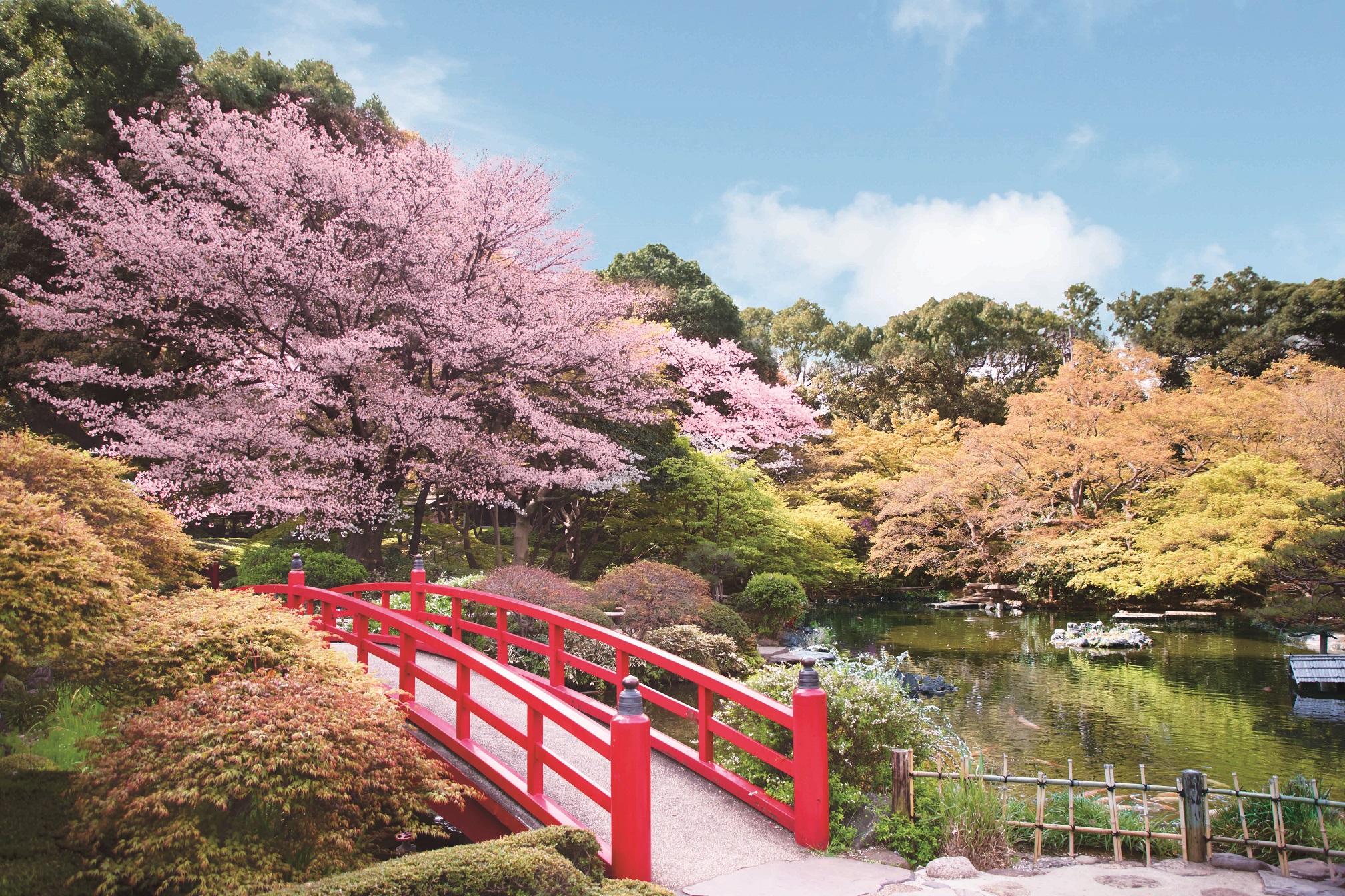 桜の名所　ホテルニューオータニの日本庭園