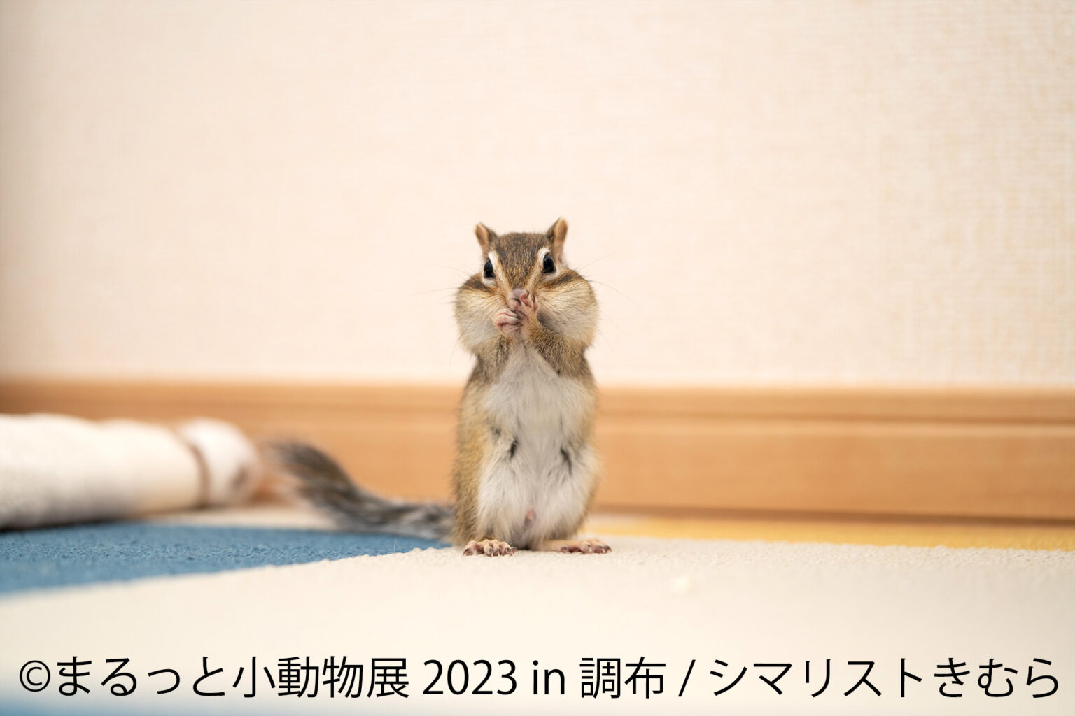 まるっと小動物展 2023 in 調布　展示作品