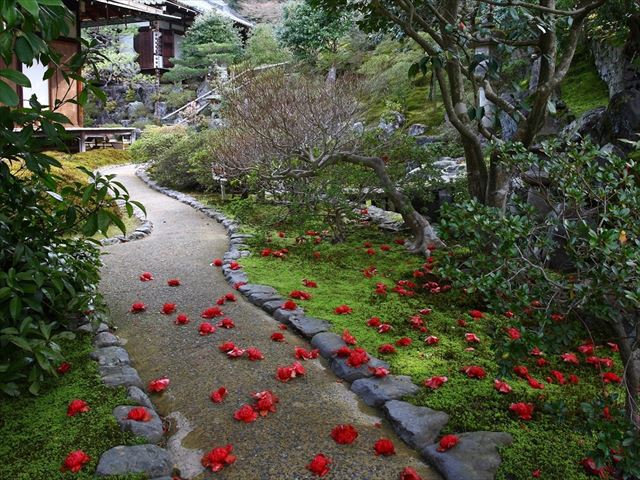 【京都・霊鑑寺 春の特別公開】庭園に咲く100種類以上の椿を愛でる！狩野派作の襖絵も　画像３