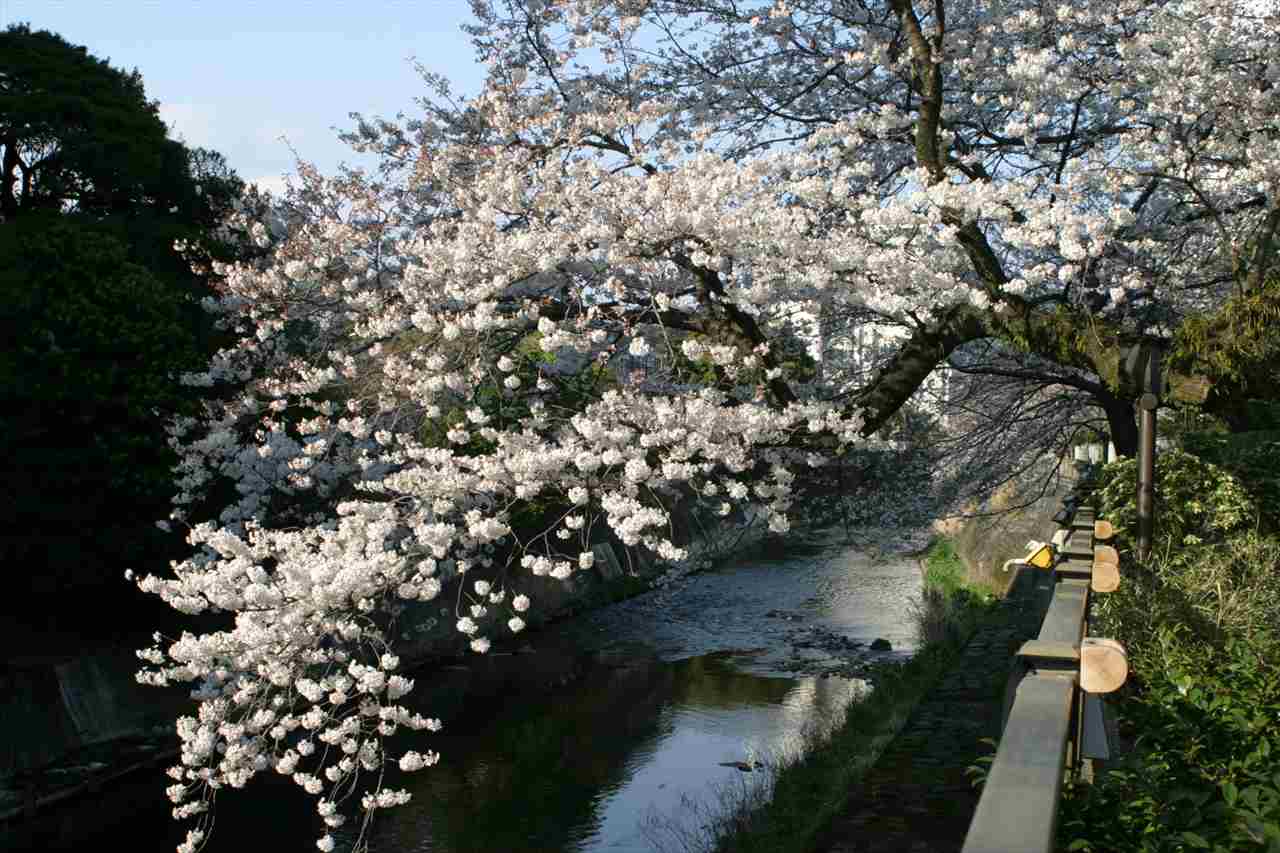 【静岡県伊東市のお花見スポット3選】全長3kmの桜のトンネルや「さくら名所100選」に認定されたスポットも　画像２