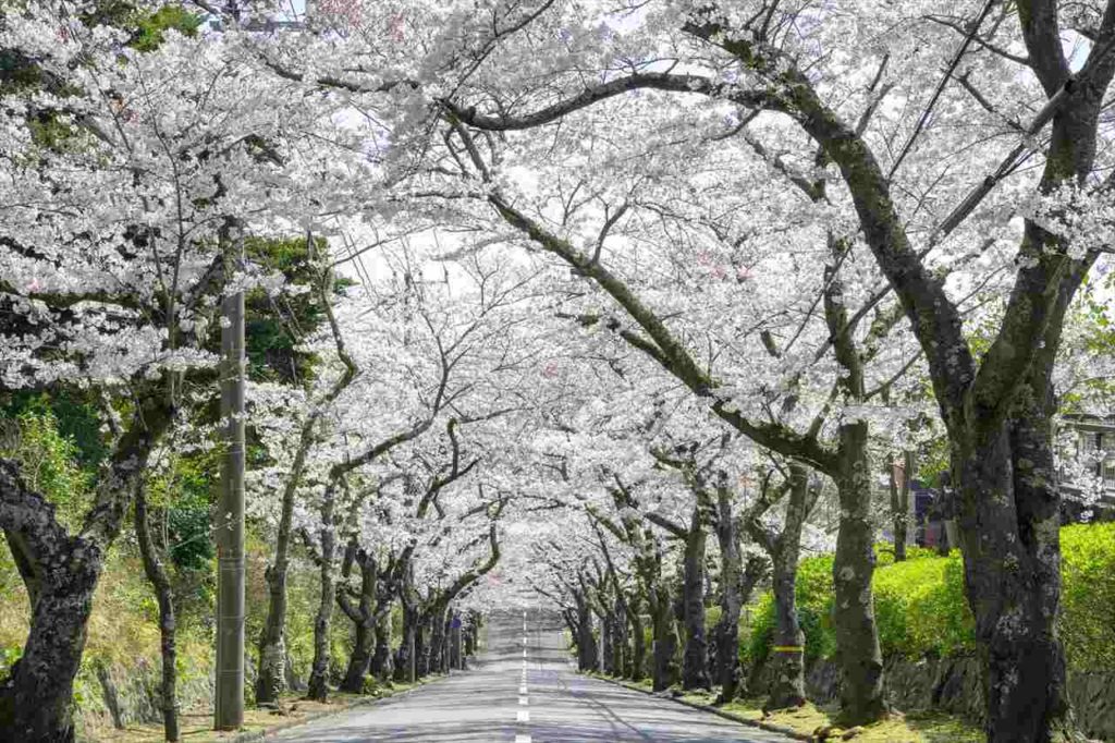 【静岡県伊東市のお花見スポット3選】全長3kmの桜のトンネルや「さくら名所100選」に認定されたスポットも　画像１