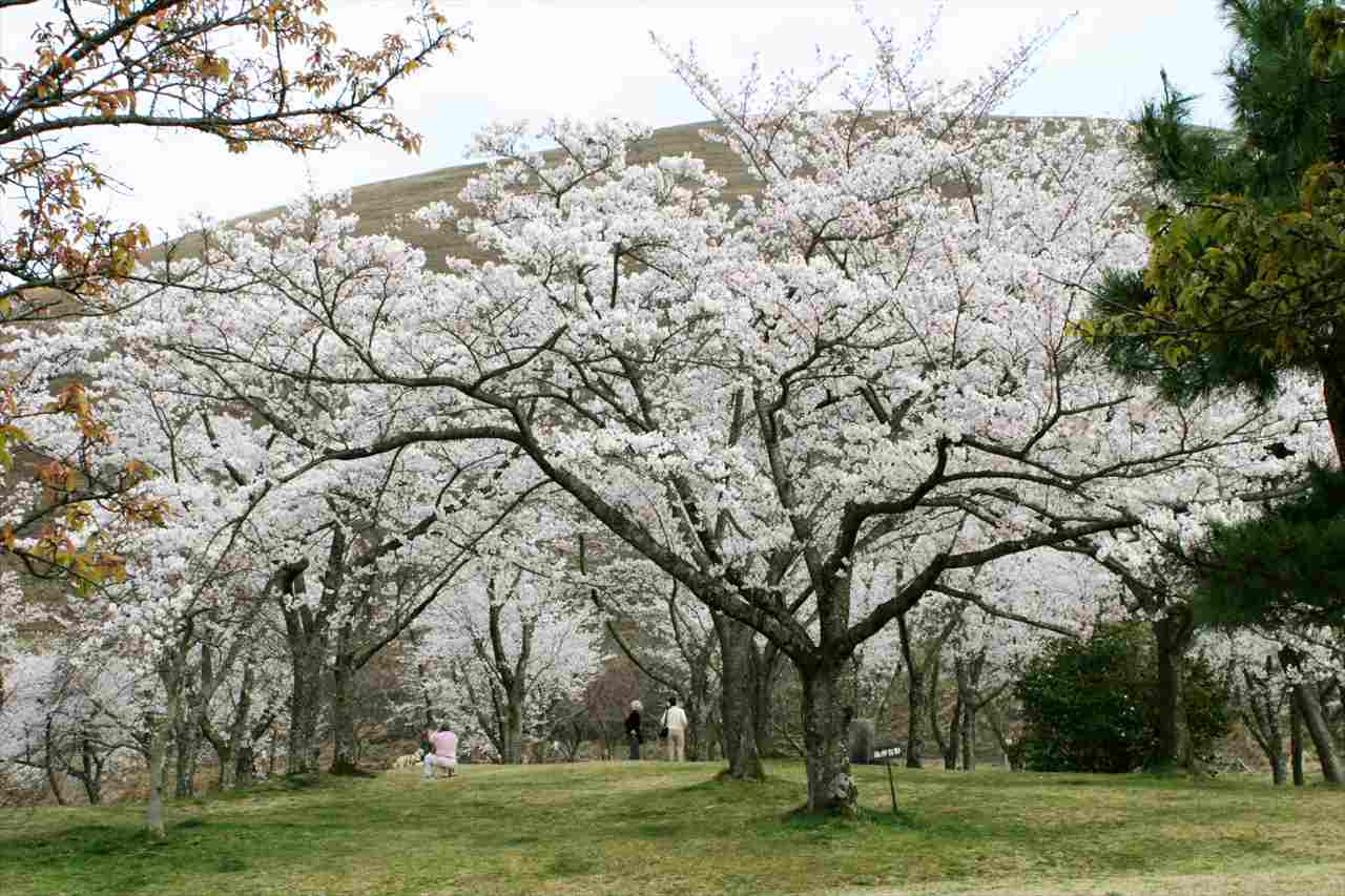 【静岡県伊東市のお花見スポット3選】全長3kmの桜のトンネルや「さくら名所100選」に認定されたスポットも　画像４
