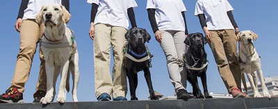盲導犬の受け入れ拒否、いまだなくならず　日本盲導犬協会が実態調査　画像１