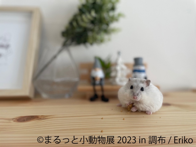 【入場無料】キュートな表情に癒される！小動物の写真展&物販店「まるっと小動物展」が期間限定開催　画像２