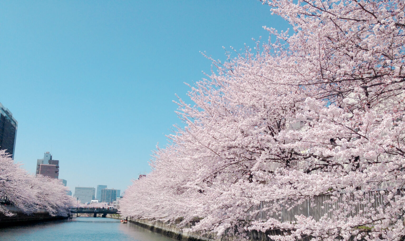 およそ1.2kmにわたる大横川の桜並木