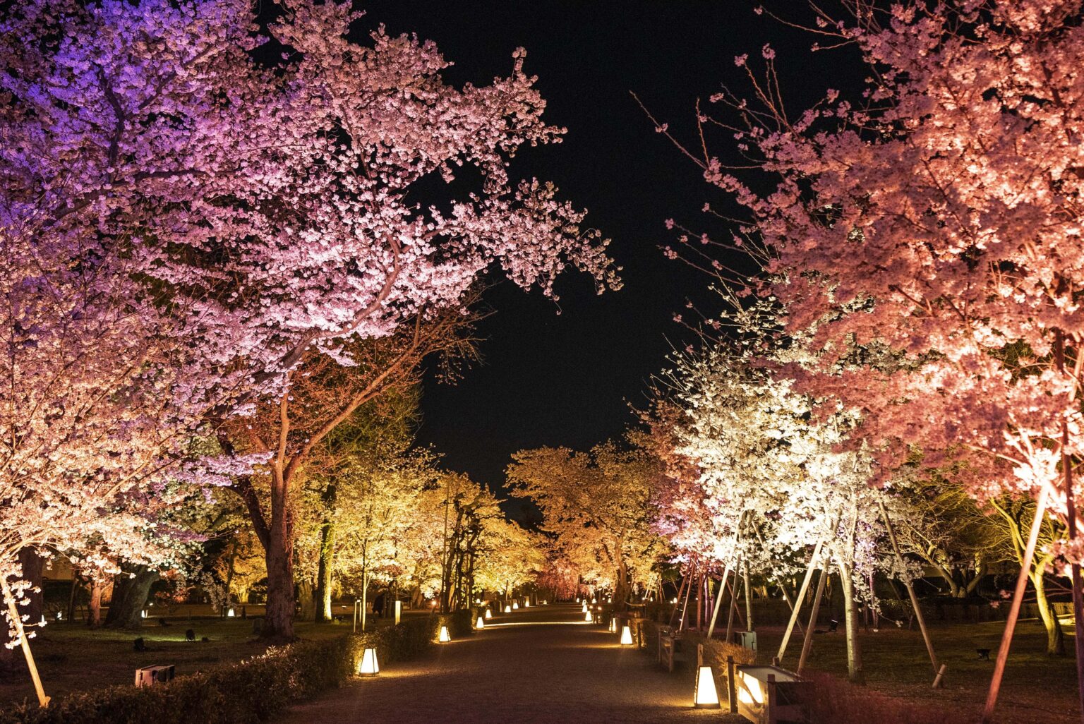 清流園『桜ライトアップ』