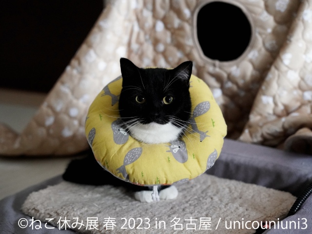 スター猫の作品も初登場！可愛い猫の魅力が詰まった「ねこ休み展」が名古屋で4月29日から開催　画像２