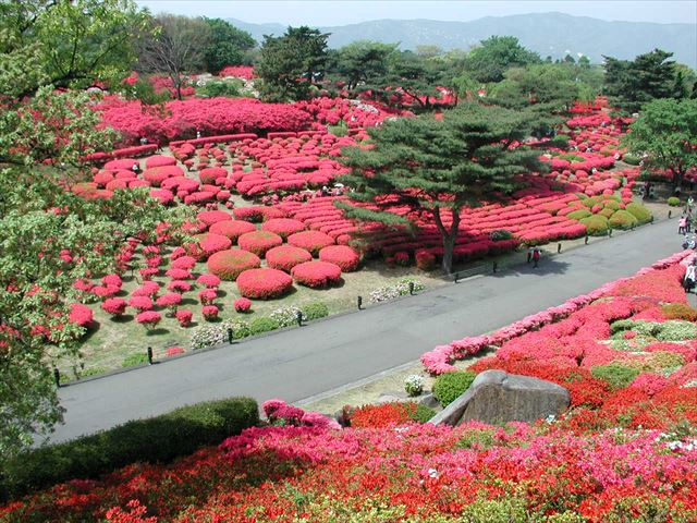 静岡県伊東市「小室山公園つつじ観賞会」開催！真っ赤なつつじの絨毯と富士山の競演も　画像１