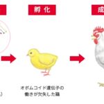 図2 オボムコイドを含まない鶏卵の作出方法