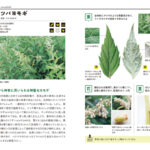 日本初、ヨモギだけを紹介した植物図鑑