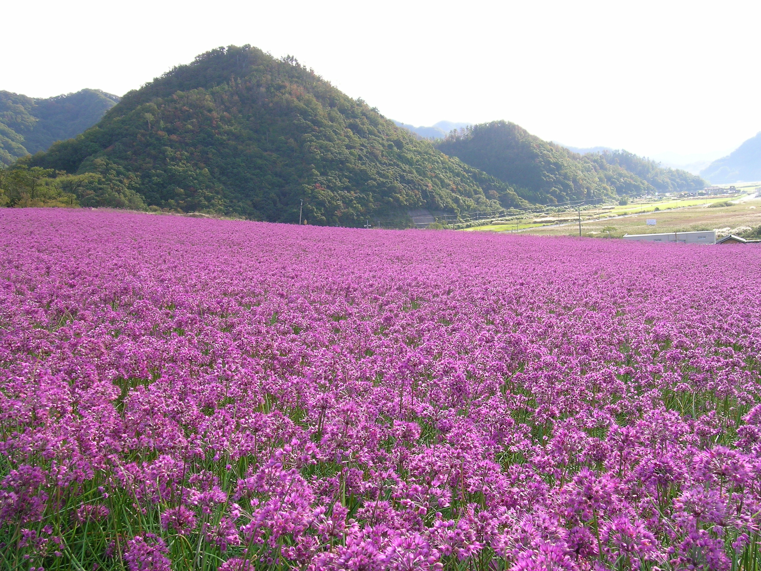 紫色の花が咲く秋のらっきょう畑