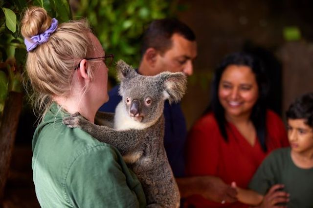 【オーストラリア・ケアンズの人気スポット3選】コアラを抱っこ・熱気球からの絶景・世界遺産のサンゴ礁ツアー　画像２