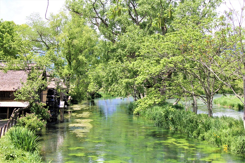 湧水の蓼川（左）と一般河川の万水川