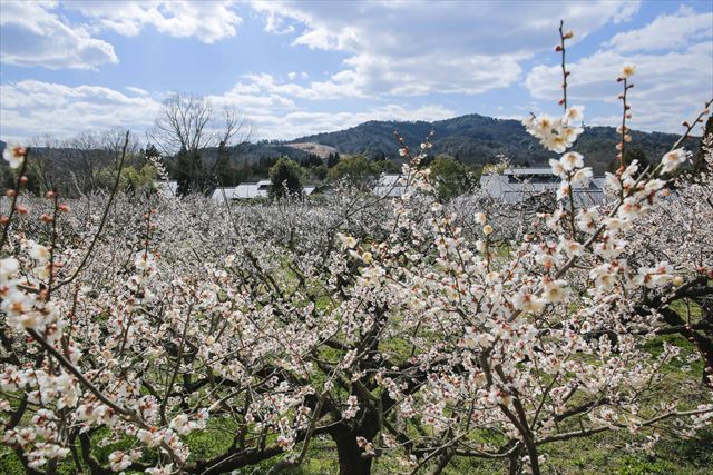 叶 匠寿庵・寿長生の郷＜すないのさと＞にて梅狩り体験！梅を使った限定メニューも登場｜滋賀県大津市　画像３