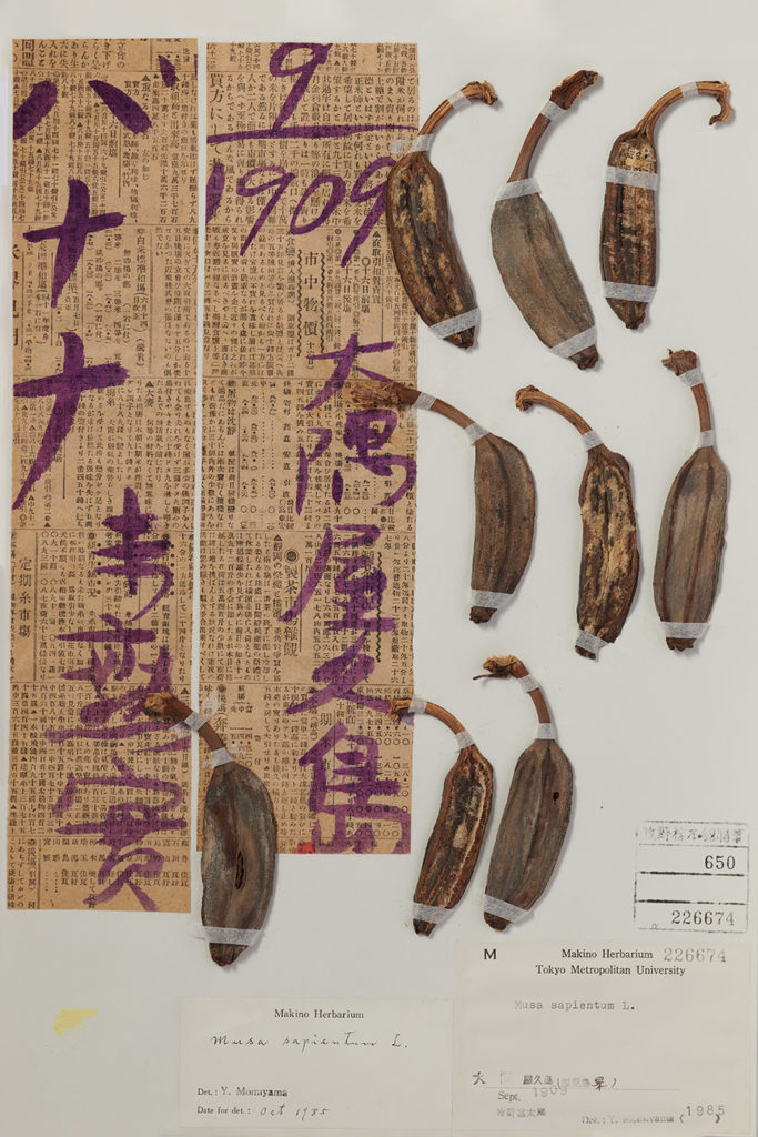 東京都立大学の牧野標本館が企画展を開催　NHK朝ドラ「らんまん」主人公のモデル、牧野富太郎博士の収集品　画像１