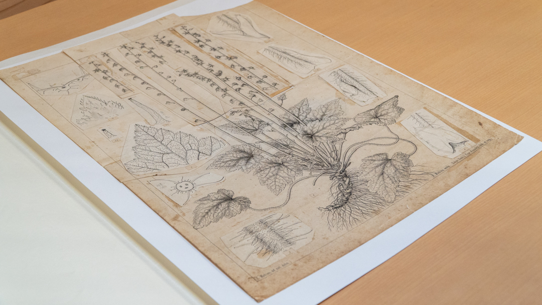 牧野富太郎が描いた「シコクチャルメルソウ」（高知県立牧野植物園所蔵）