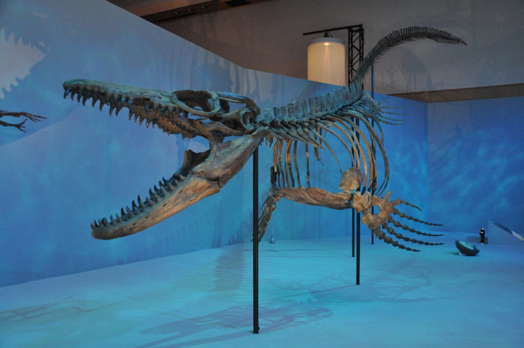 海の王者モササウルスの 標本