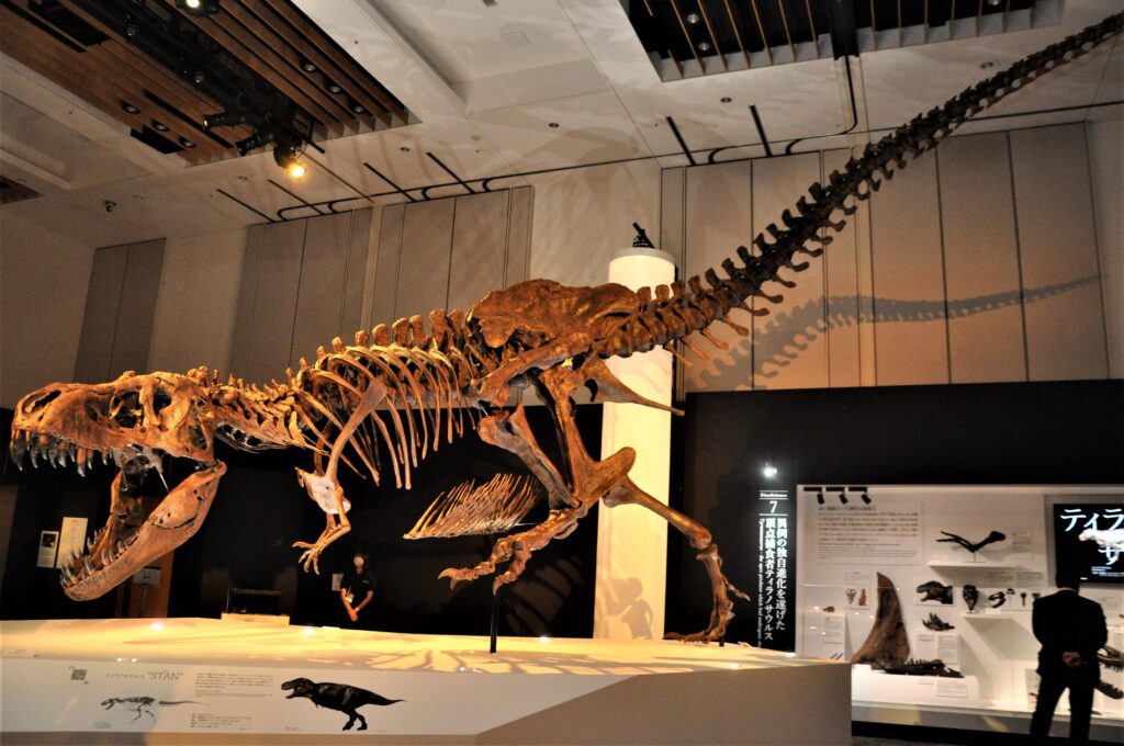 ティラノサウルス「スタン」 の標本