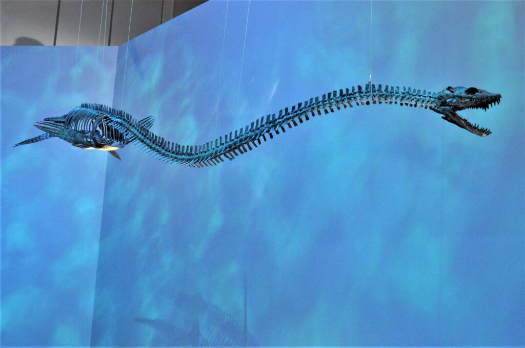 世界初公開のエラスモサウルス幼体の標本