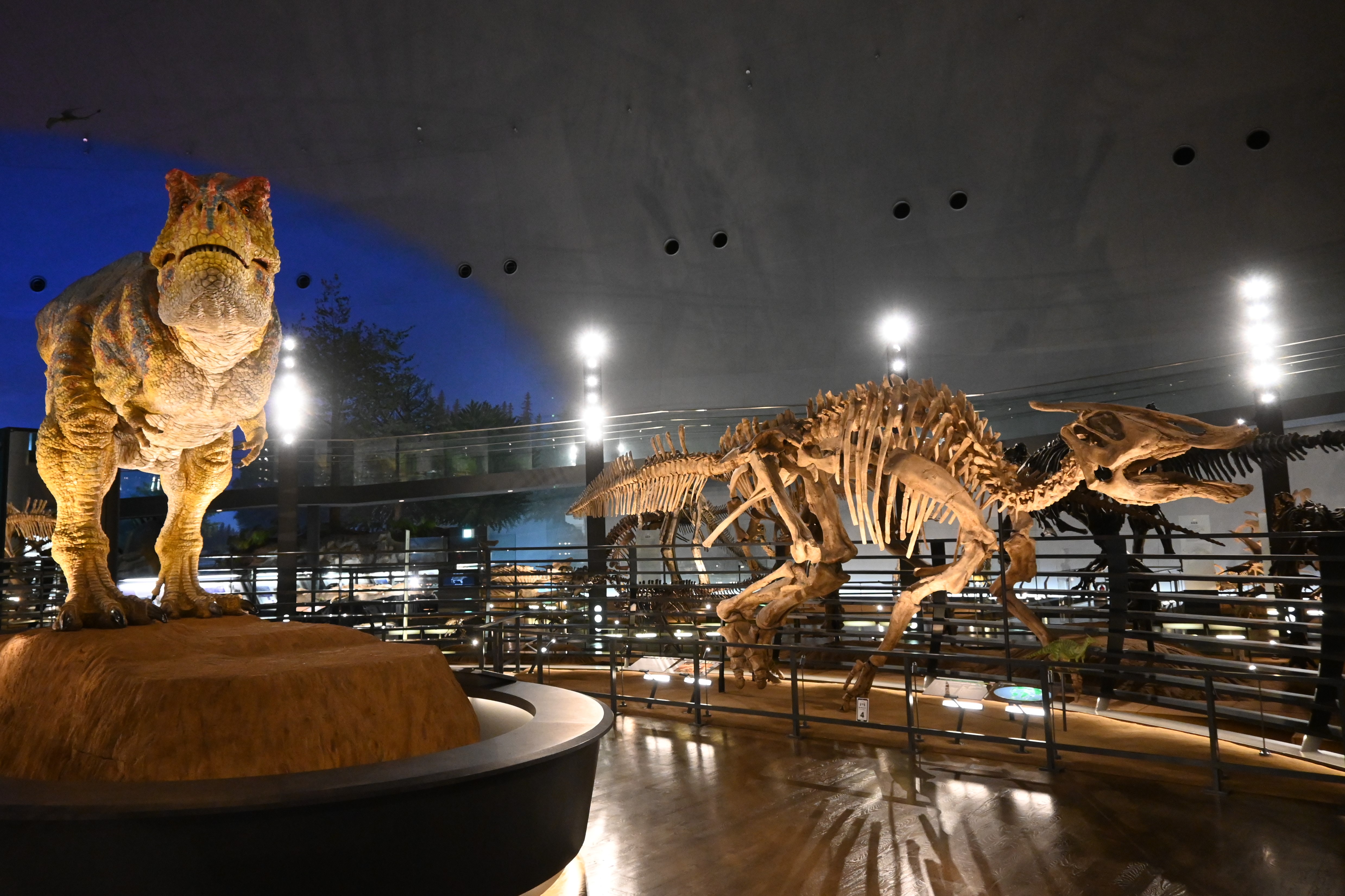 Amazon.co.jp: モササウルス 母岩付 化石 福井恐竜博物館 : おもちゃ
