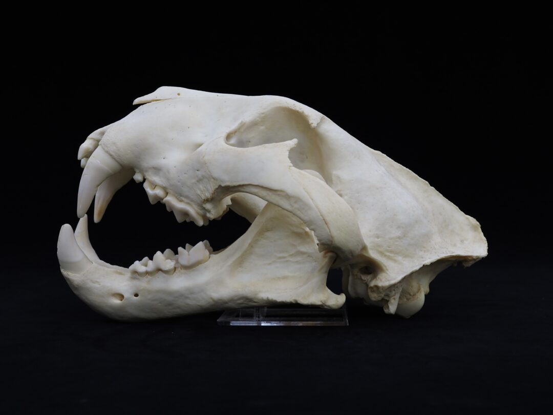 トラ（頭骨）　北九州市立自然史・歴史博物館蔵