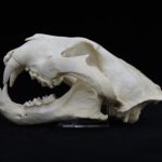 トラ（頭骨）　北九州市立自然史・歴史博物館蔵