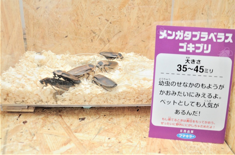 展示中のメンガタブラべラスゴキブリ