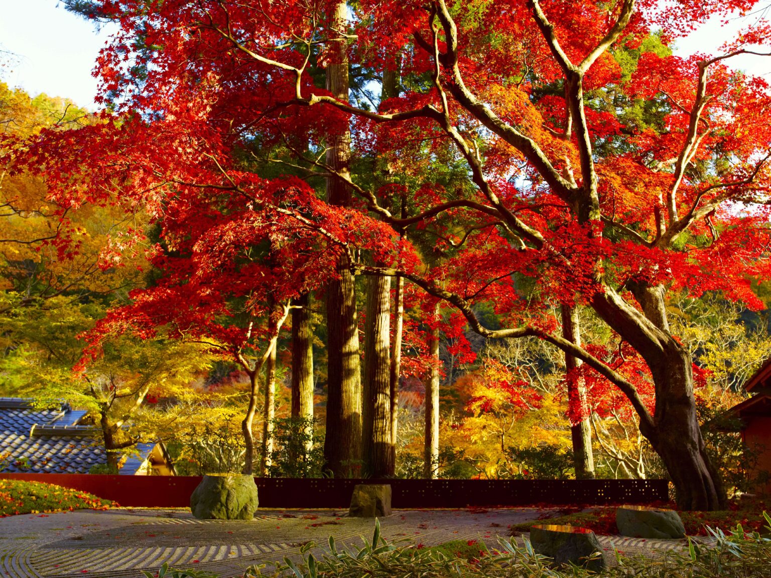 源氏物語の「紅葉賀」の情景のままに色づく、奥の庭の紅葉