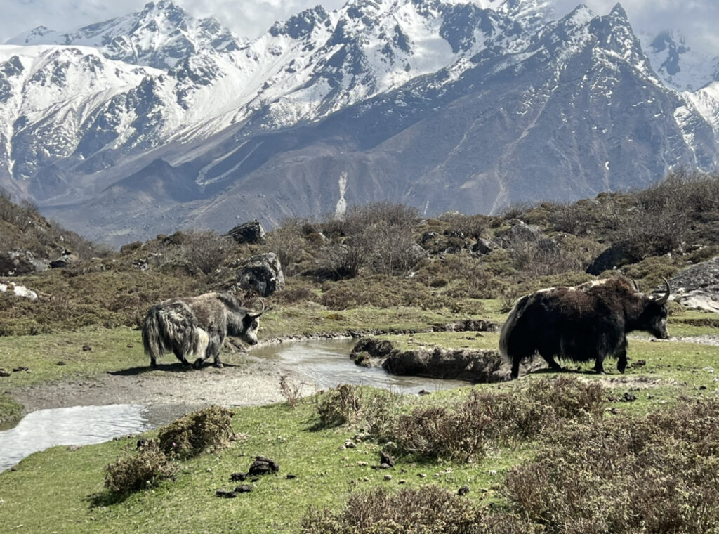 ネパール中部ランタン渓谷で、標高3400メートル付近にいるヤク（筆者撮影）