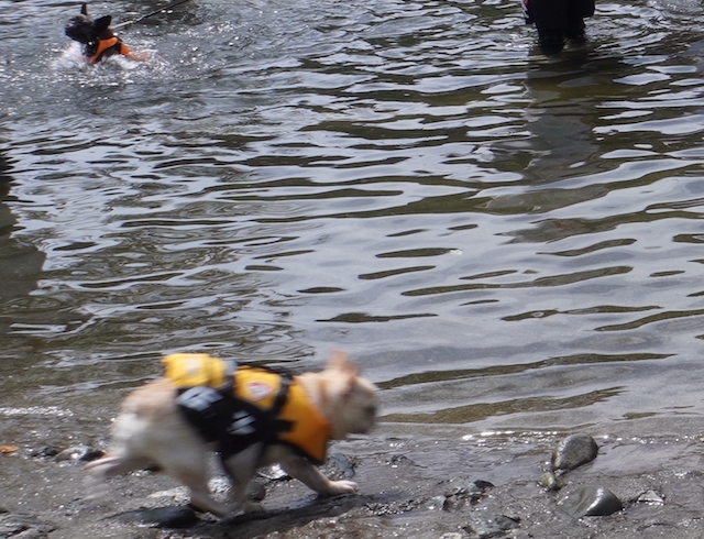 【運転手・コンシェルジュ付きの愛犬旅が快適すぎた】ペット同伴旅行専門ブランド「RISPETTO」ツアーでウブドの森伊豆高原へ　画像５