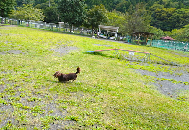 【運転手・コンシェルジュ付きの愛犬旅が快適すぎた】ペット同伴旅行専門ブランド「RISPETTO」ツアーでウブドの森伊豆高原へ　画像４