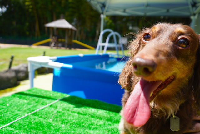 【運転手・コンシェルジュ付きの愛犬旅が快適すぎた】ペット同伴旅行専門ブランド「RISPETTO」ツアーでウブドの森伊豆高原へ　画像４３