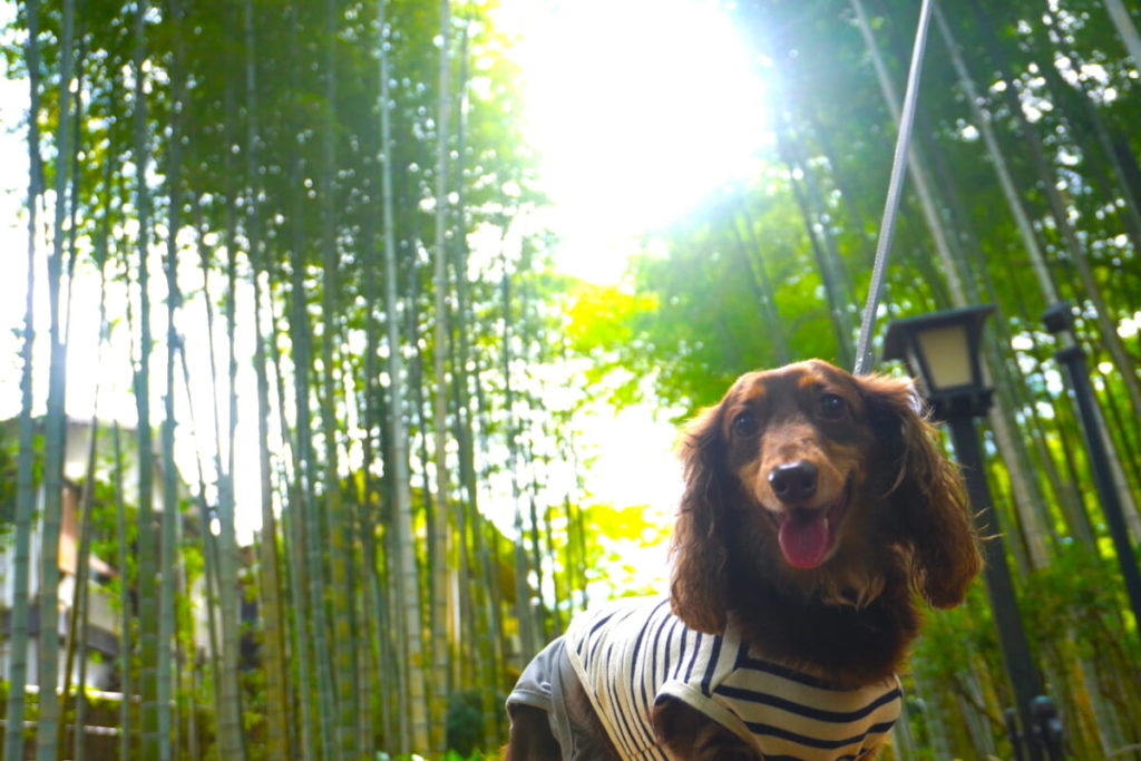 【運転手・コンシェルジュ付きの愛犬旅が快適すぎた】ペット同伴旅行専門ブランド「RISPETTO」ツアーでウブドの森伊豆高原へ　画像１